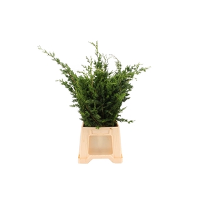 Conifeer Wissellii Extra