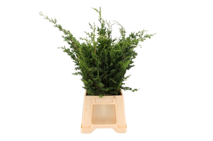 Conifeer Wissellii (4 Bos Per Emmer)