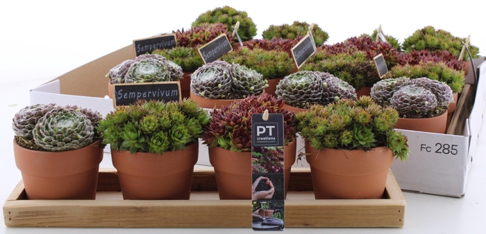 <h4>ARR SEMPERVIVUM</h4>