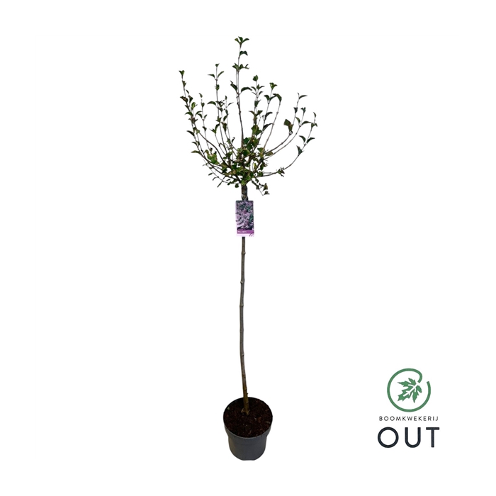 <h4>Syringa mey. Palibin 100 cm stam 2jarige kroon C5</h4>