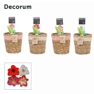 Amaryllis Mix 2 Knop in Gaby mand (Decorum)