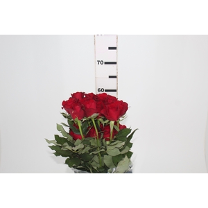 ROSA SAMOURAI 060 CM ESTUFA