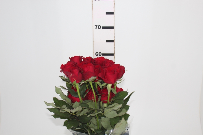 <h4>ROSA SAMOURAI 060 CM ESTUFA</h4>