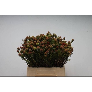 BRUN FRAGARIOIDES
