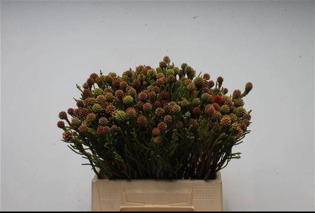 <h4>BRUN FRAGARIOIDES</h4>