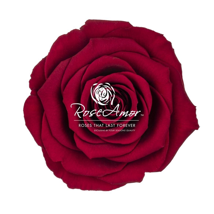 <h4>Bella Red01</h4>