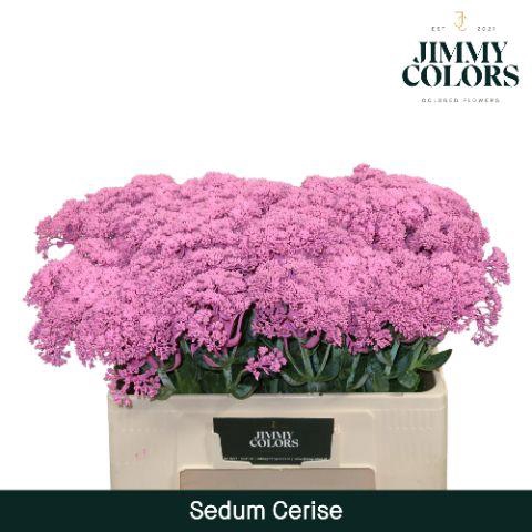 <h4>Sedum L55 Cerise</h4>
