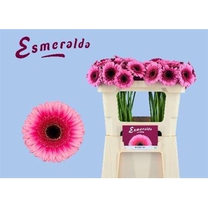 Ge Mi Isabelle 07 CM,(NL),(20)