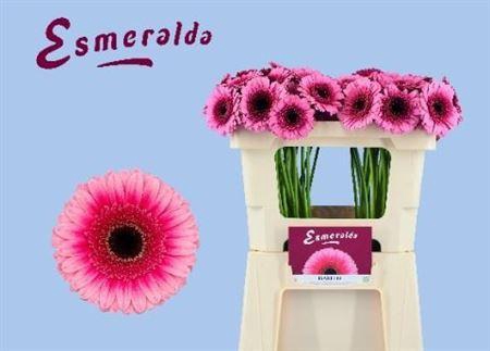 <h4>Ge Mi Isabelle 07 CM,(NL),(20)</h4>