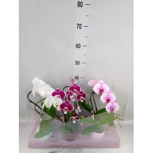 Phalaenopsis   ...