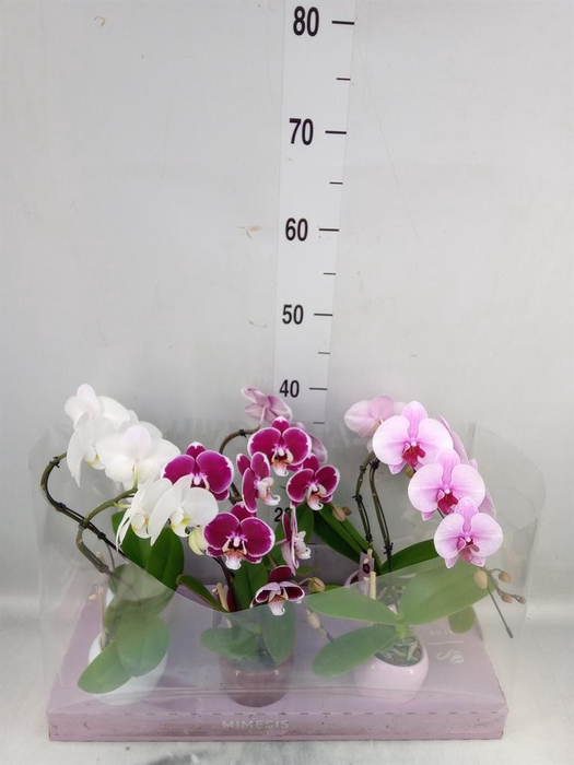 <h4>Phalaenopsis   ...</h4>