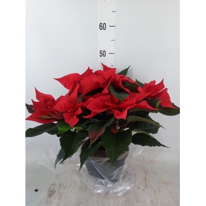 Euphorbia pulc. 'Christ Feel'