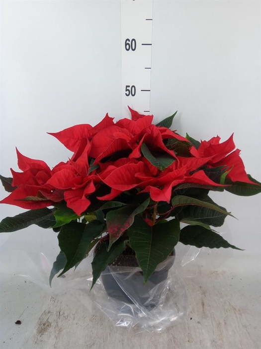 <h4>Euphorbia pulc. 'Christ Feel'</h4>