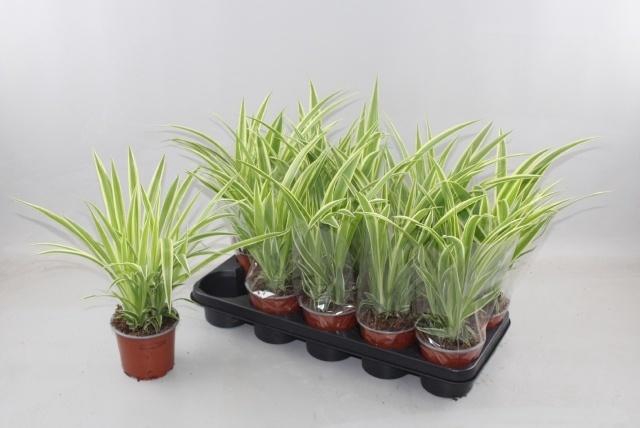 Chlor Comosum