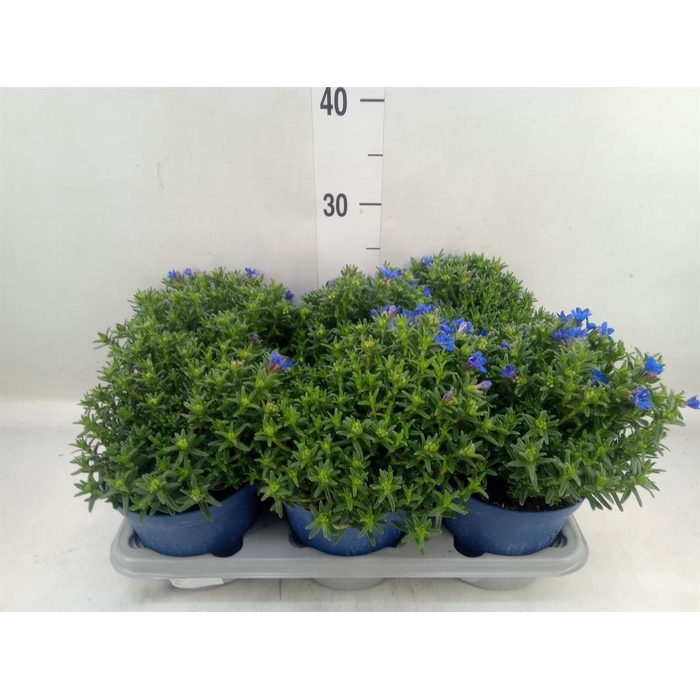 <h4>Glandora diffusa 'Heavenly Blue'</h4>