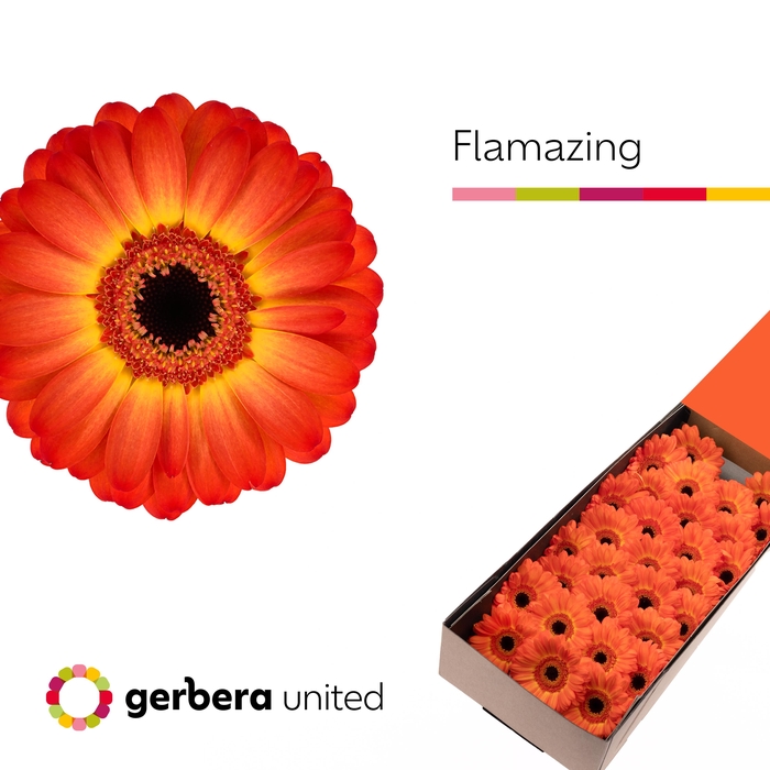 <h4>Germini Flamazing Doos</h4>