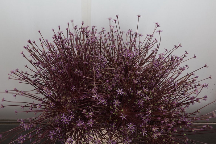 <h4>Allium Schubertii X20</h4>