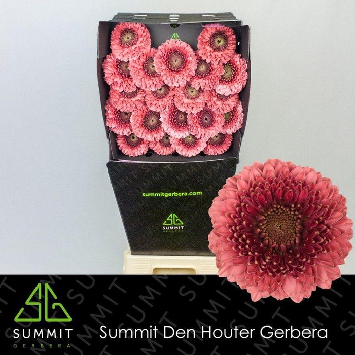 <h4>Germini Pomponi Gonzo Diamond</h4>