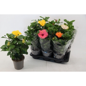 Hibiscus rosa. gemengd