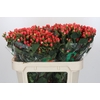 Hypericum Magical Royal Princess
