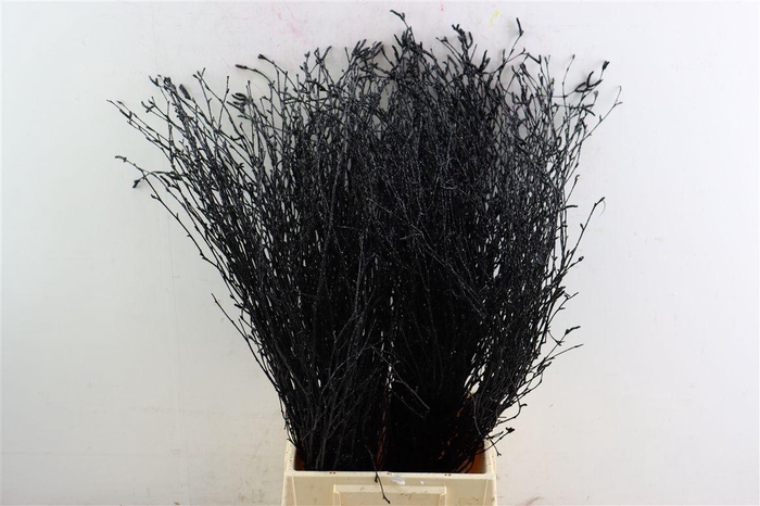 <h4>Berk 70cm Gl Zwart Pbs</h4>