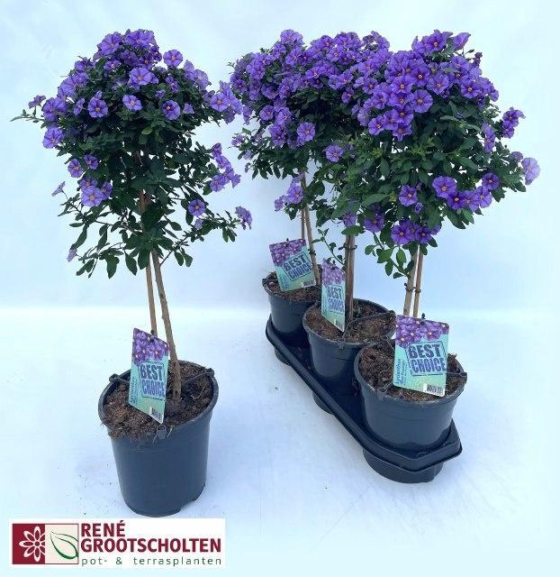 <h4>LYCI RAN BLUE FOUNT</h4>