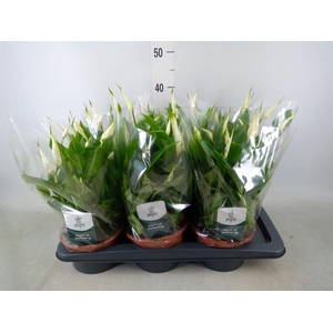 Spathiphyllum  'Chopin'