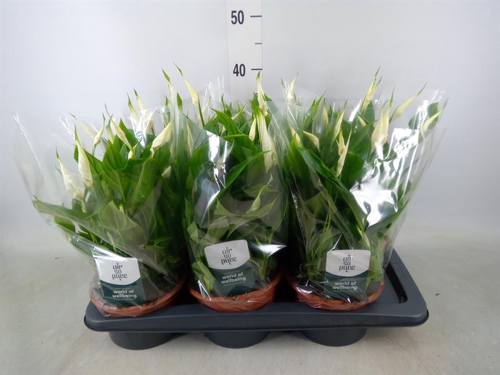 <h4>Spathiphyllum  'Chopin'</h4>