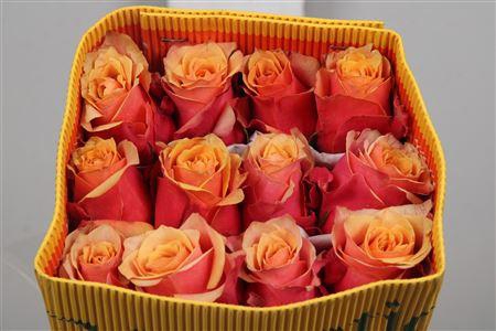 <h4>R Gr Cherry Brandy Ec</h4>