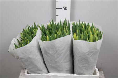 <h4>Tu En Strong Gold</h4>