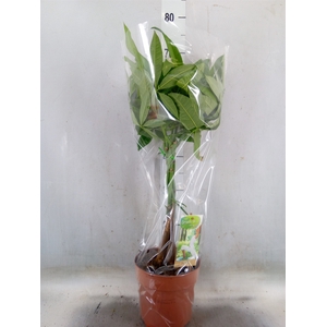 Pachira aquatica