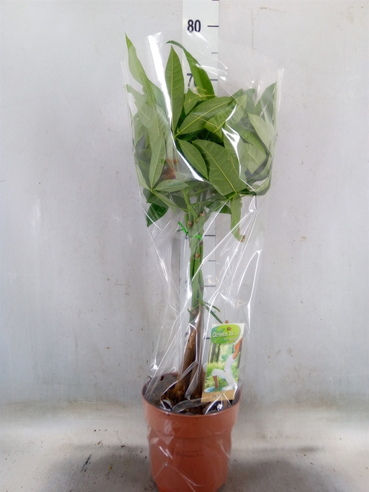 <h4>Pachira aquatica</h4>