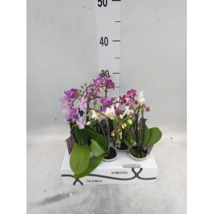 Phalaenopsis   ...mini