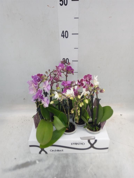 <h4>Phalaenopsis   ...mini</h4>