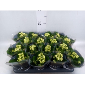 Kalanchoe blos. 'RosDon Dione'