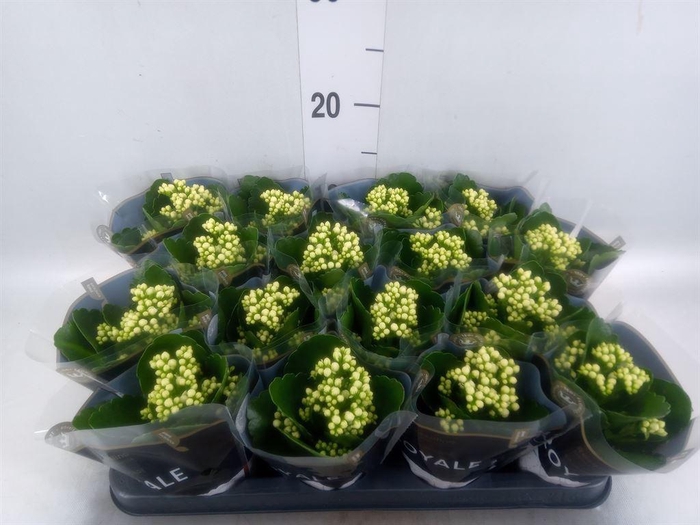 <h4>Kalanchoe blos. 'RosDon Dione'</h4>