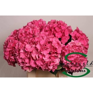 HYDR M CH RODEO RD