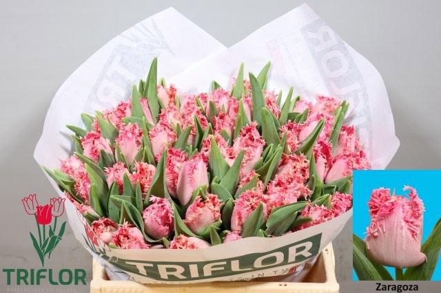 <h4>TU FR ZARAGOZA</h4>