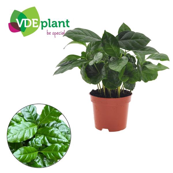 <h4>Coffea arabica 9cm</h4>