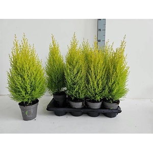 Cupressus Goldcrest Wilma