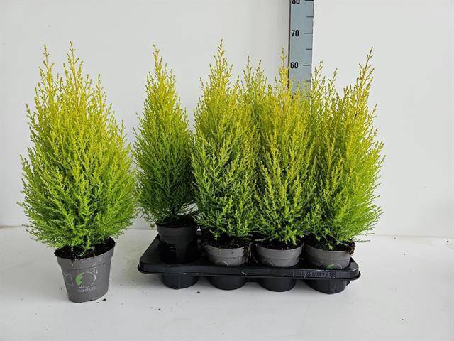 <h4>Cupressus Goldcrest Wilma</h4>
