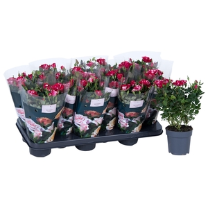 Nolina Special Roses Ø 10.5 cm Gigi st. 2-3