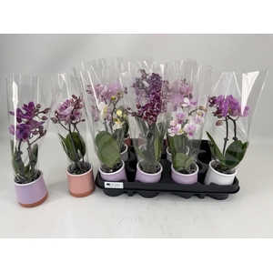 PHAL MINI