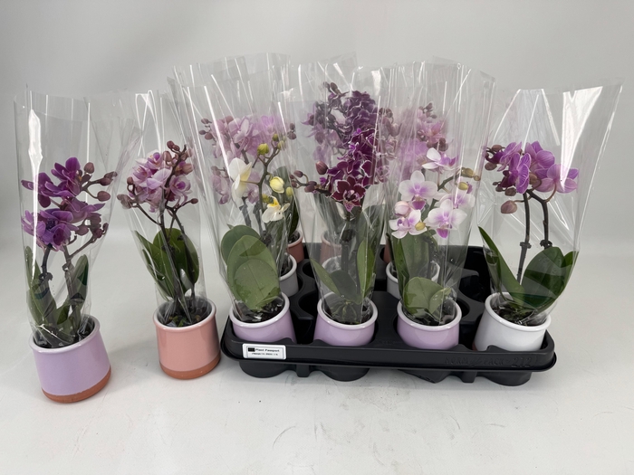 <h4>PHAL MINI</h4>