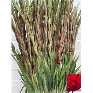 GLADIOLUS GR 'OSCAR' RED 100cm