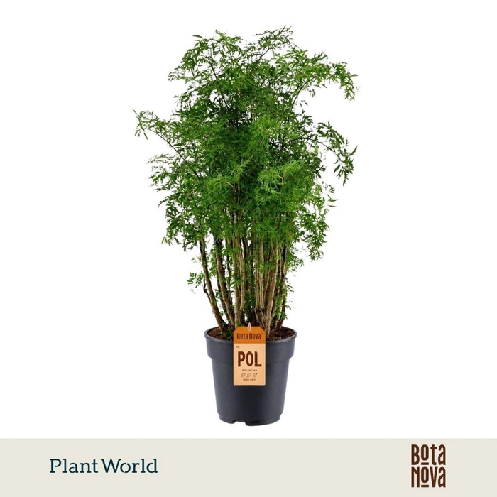 <h4>Polyscias fruticosa</h4>
