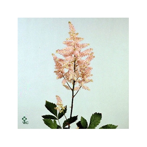 Astilbe Europa