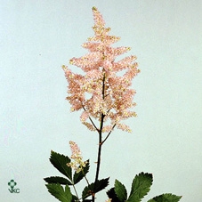 <h4>Astilbe Europa</h4>
