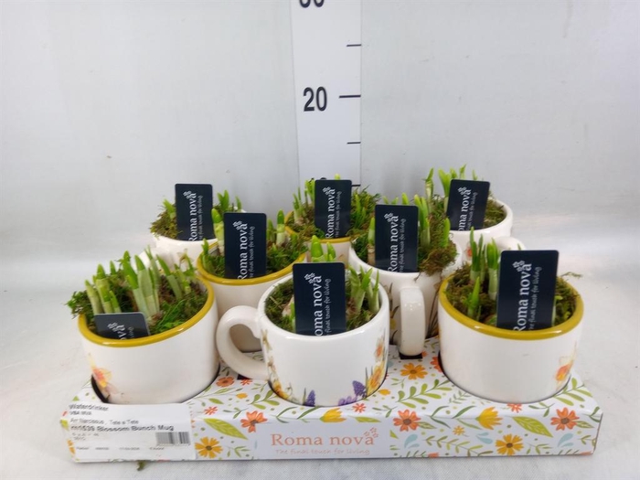 <h4>Arr. Narcissus</h4>