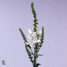 Physostegia Ov Wit A2